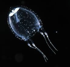 クラゲ